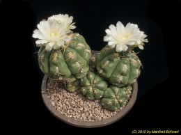 Gymnocalycium denudatum 35